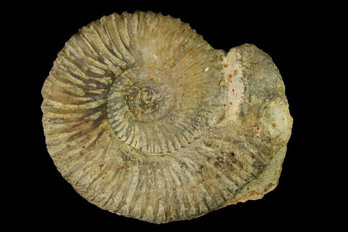 Bathonian Ammonite (Ebrayiceras) Fossil - France #152723